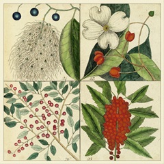Catesby Botanical Quadrant II