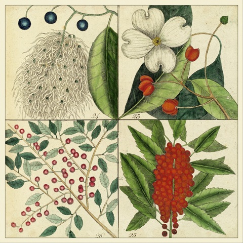 Catesby Botanical Quadrant II