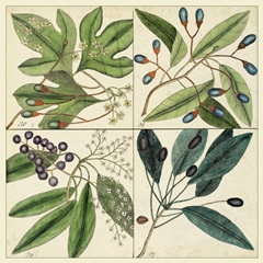Catesby Leaf Quadrant I