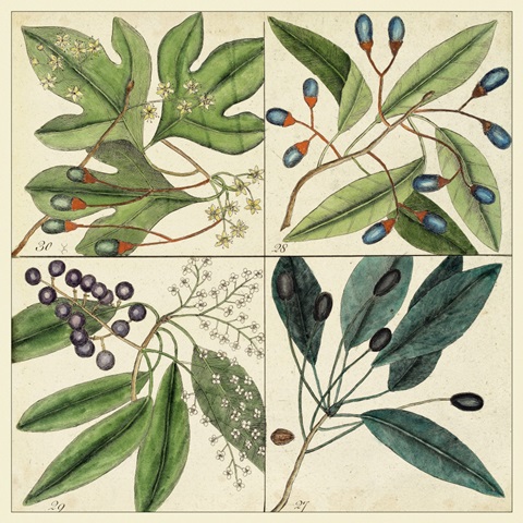 Catesby Leaf Quadrant I