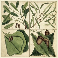 Catesby Leaf Quadrant II
