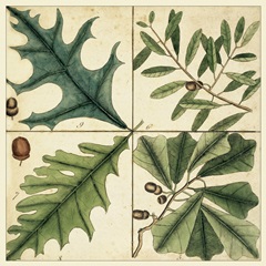Catesby Leaf Quadrant III