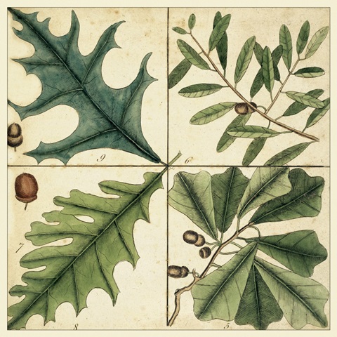 Catesby Leaf Quadrant III