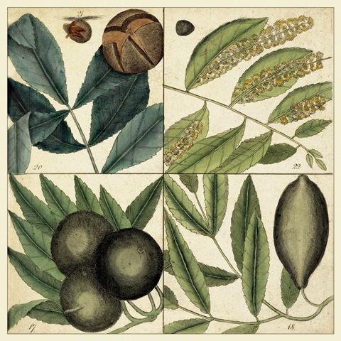 Catesby Leaf Quadrant IV