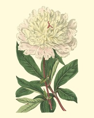 Chinese Peony