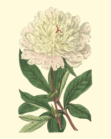 Chinese Peony