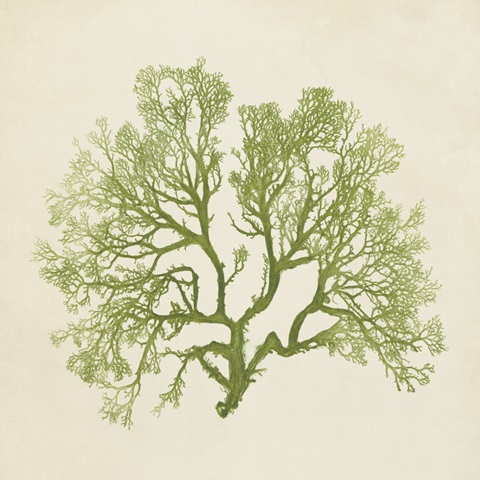 Chromatic Seaweed VI