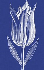 Chromatic Tulips VII