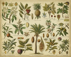 Classification of Tropical Plants