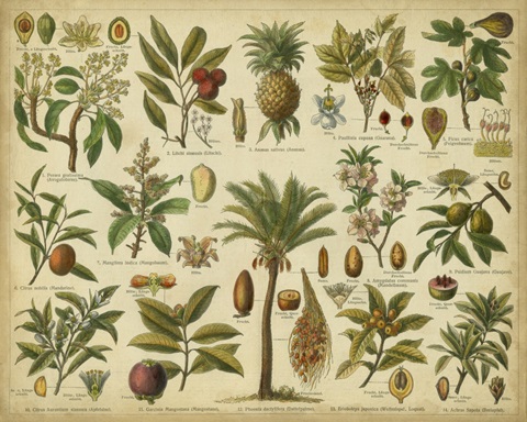 Classification of Tropical Plants