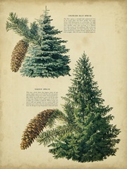 Colorado Blue Spruce andNorway Spruce