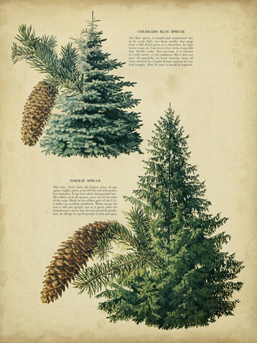 Colorado Blue Spruce andNorway Spruce