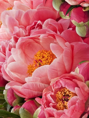 Coral Peonies II