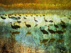 Cranes in Mist I