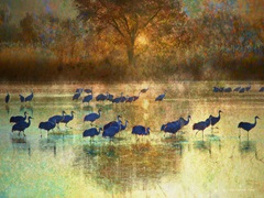 Cranes in Mist II