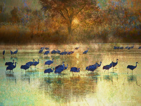 Cranes in Mist II