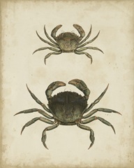 Crustaceans IV