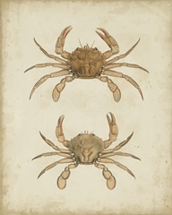 Crustaceans VI