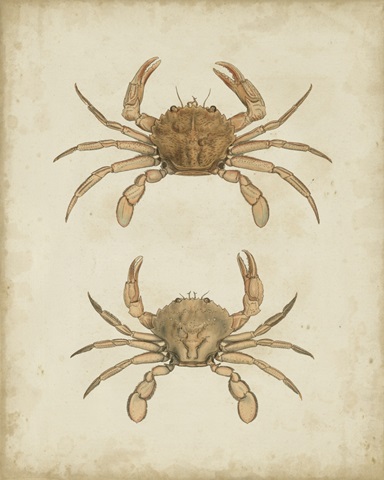 Crustaceans VI