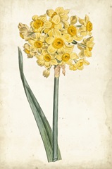 Curtis Narcissus I