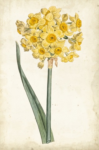 Curtis Narcissus I