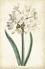 Curtis Narcissus II