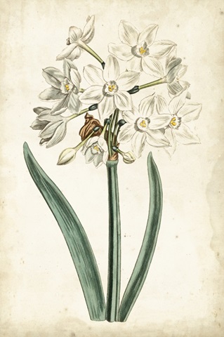 Curtis Narcissus II
