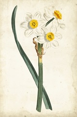 Curtis Narcissus III