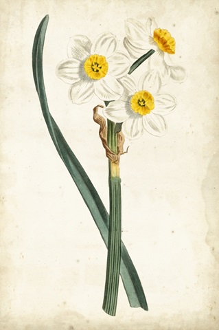 Curtis Narcissus III