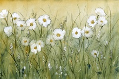 Daisy Spring II