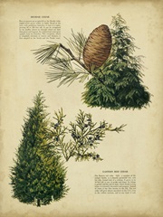 Deodar Cedar and Eastern Red Cedar