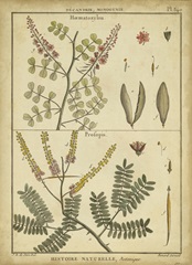 Diderot Antique Ferns II