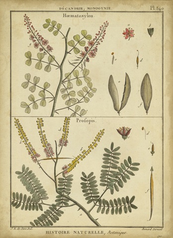 Diderot Antique Ferns II