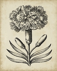 Distinguished Floral II