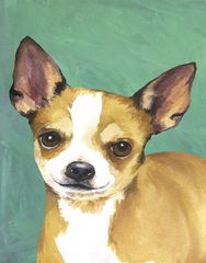 Dog Portrait-Chihuahua
