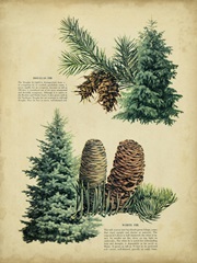 Douglas Fir and White Fir