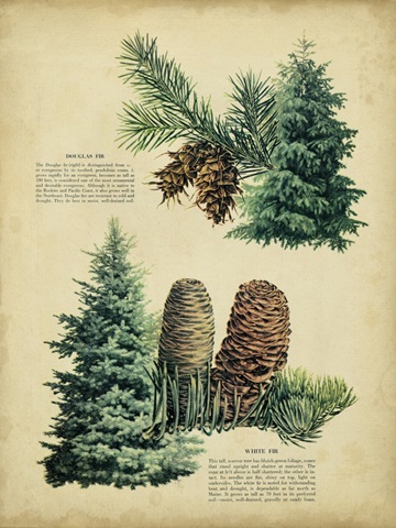 Douglas Fir and White Fir