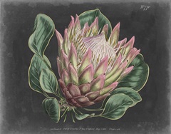 Dramatic Protea I