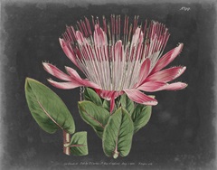 Dramatic Protea II