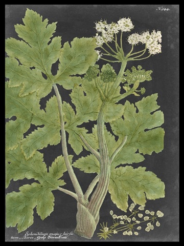 Dramatic Weinmann Greenery I