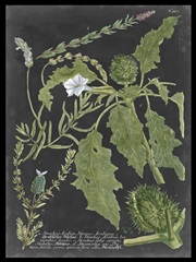 Dramatic Weinmann Greenery II