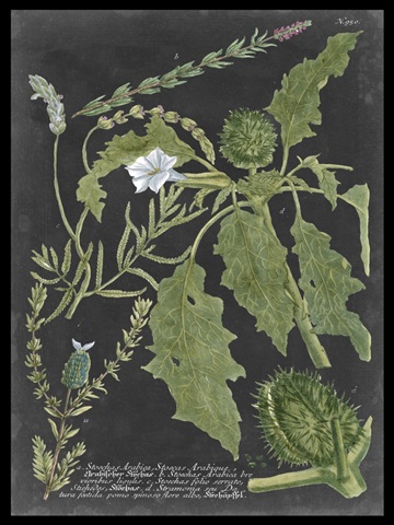 Dramatic Weinmann Greenery II