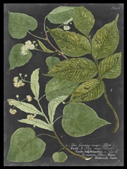 Dramatic Weinmann Greenery III