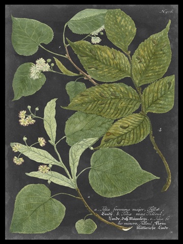 Dramatic Weinmann Greenery III