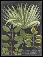 Dramatic Weinmann Greenery IV