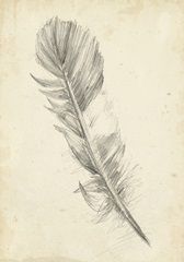 Feather Sketch I
