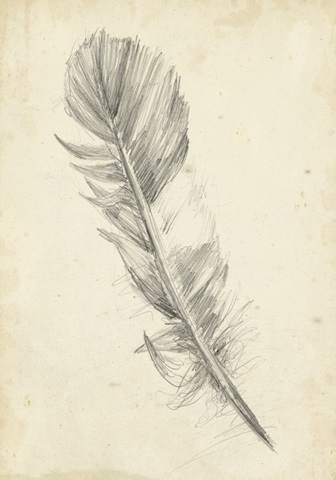 Feather Sketch I