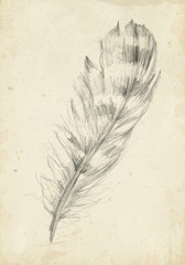Feather Sketch II