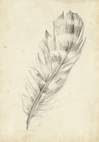 Feather Sketch II