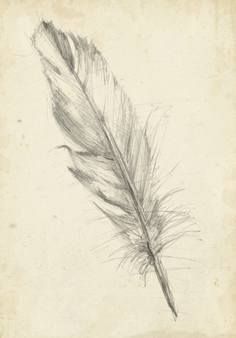 Feather Sketch III